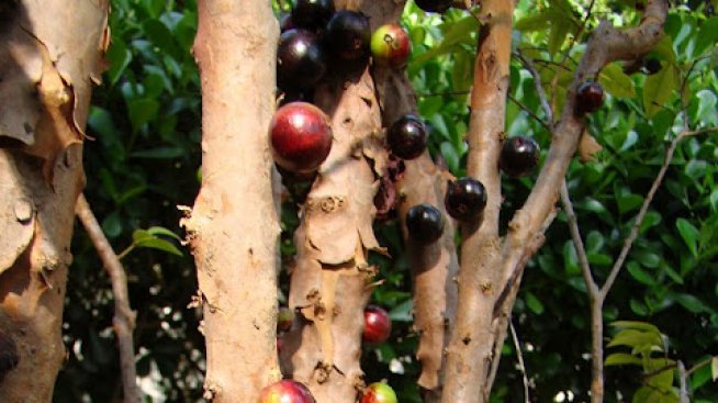 Странно дърво вирее в Южна Америка