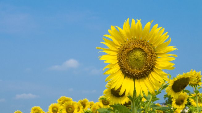 Кое цвете ви подхожда според зодията