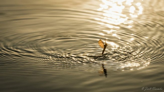 Любов преди смъртта