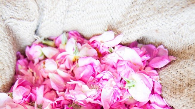 Деликатна като нежна роза