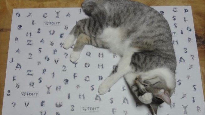 Как две котки се превръщат в букви