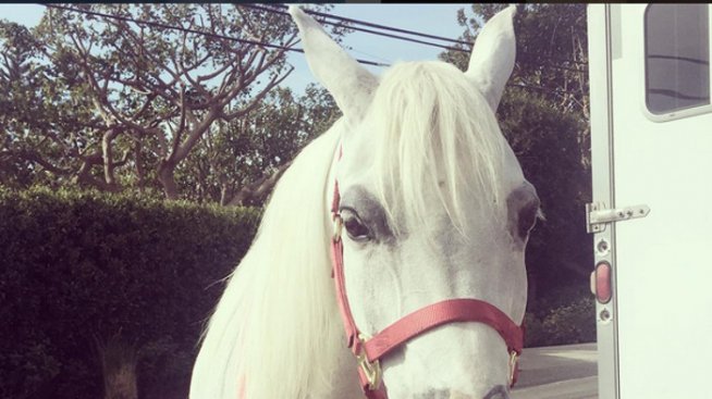 Изненадаха Лейди Гага с пони за Коледа