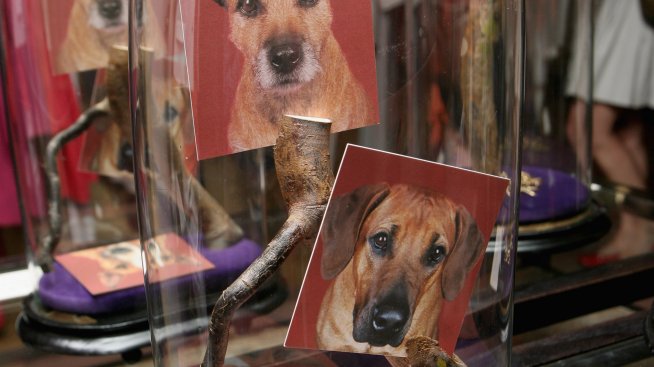 И 50 000 лири завещавам на кучето