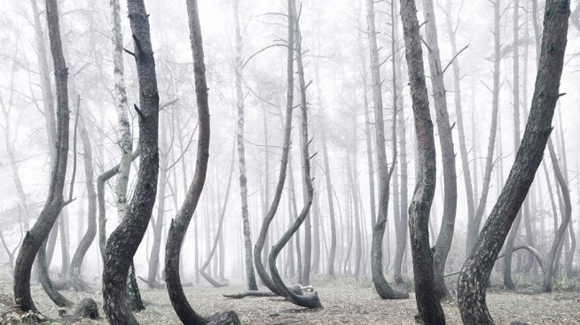 Тайнствената гора с извитите дървета