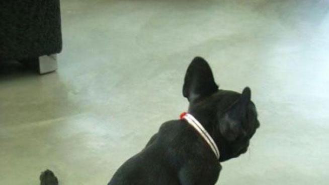 Животни правят йога като хората