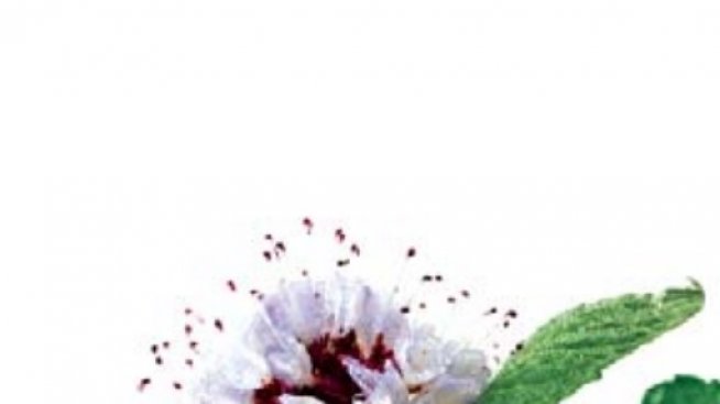 Детоксикация за косата: Магията на Водната мента