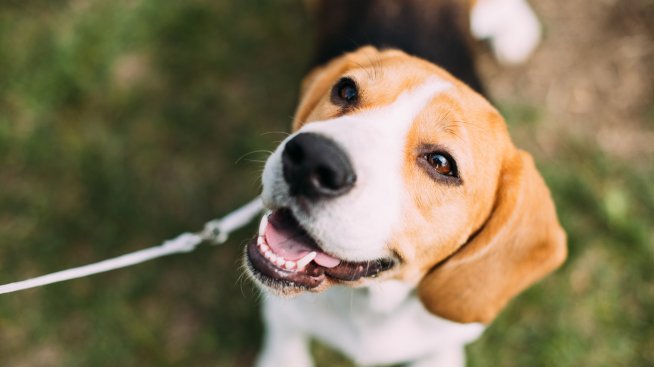 Съвети при отглеждане на куче за първи път