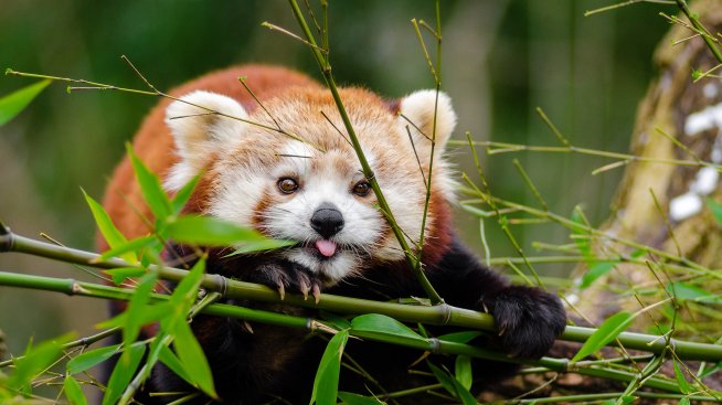 За любителите на животните: Кои места трябва да посетите?