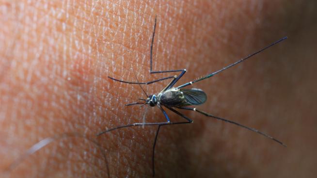 6 начина да се отървете от комарите