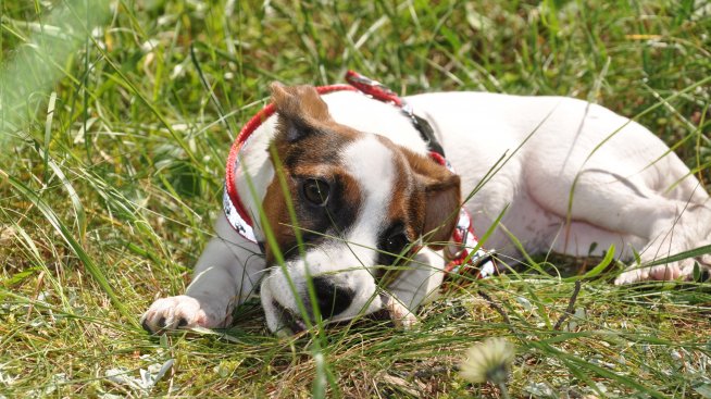 5 ползи за здравето от това да имате домашен любимец