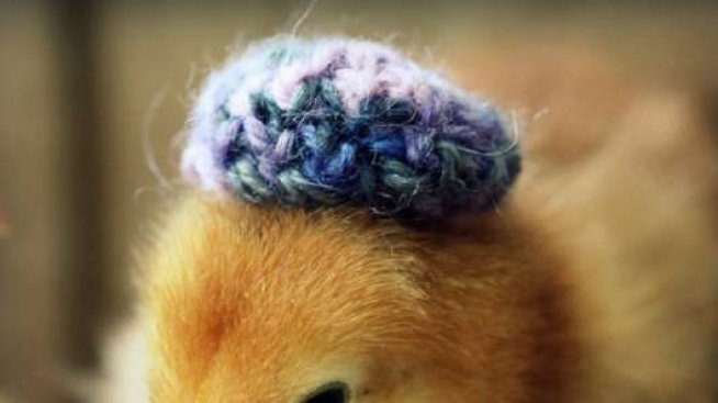 Аксесоари за пиленца