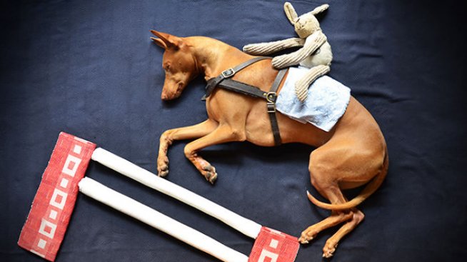 Кучето с много лица