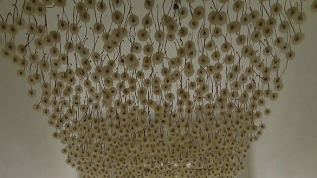 Таван от глухарчета