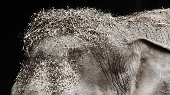 Природозащитници: Бойкотирайте Шри Ланка!