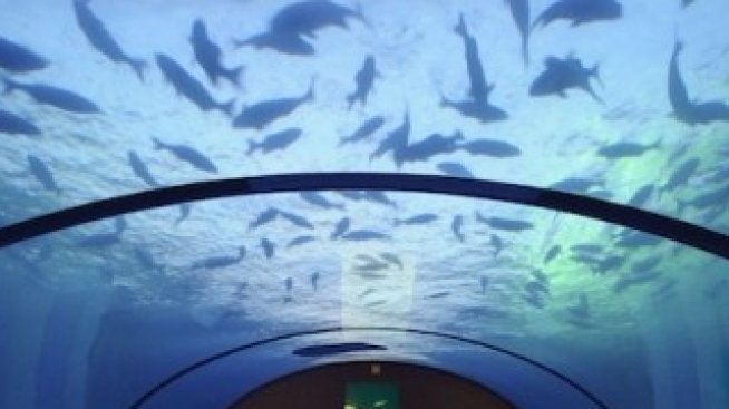 Подводно царство за милиони