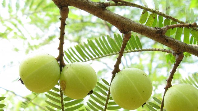 Амла влияе ползотворно върху здравето на човека