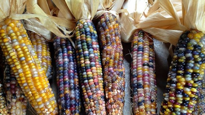 Нов сорт царевица със зърна като стъклени камъчета