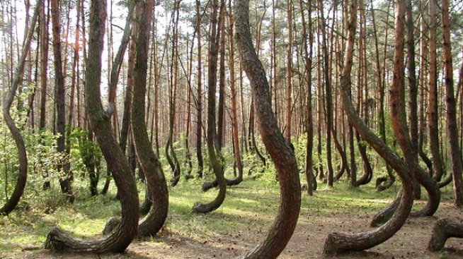 Мистерии в приказната гора