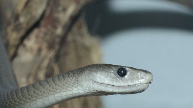 Змийска отрова срещу болката