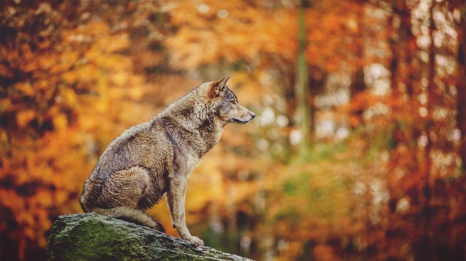 Кое животно си според индианския хороскоп (1 част)