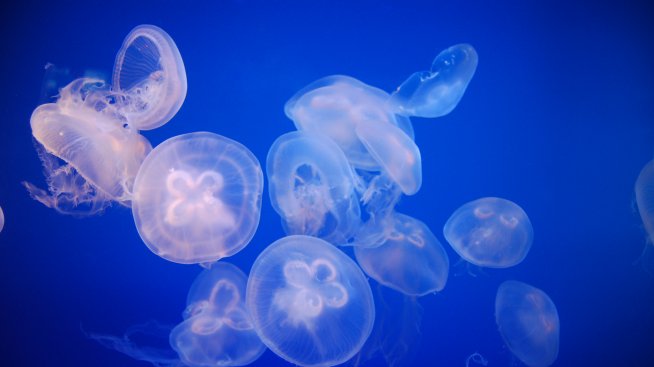 Лекува ли урината жилване от медуза?