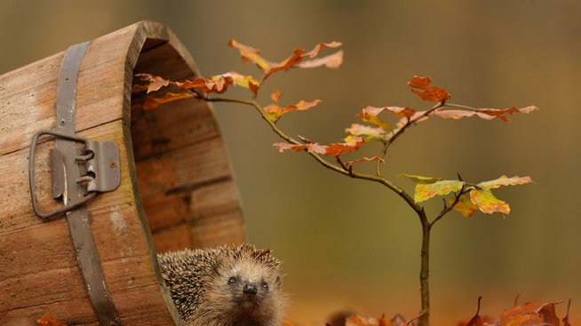 Очарованието на есента