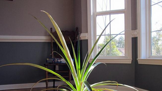 Как да си посадя ананас?