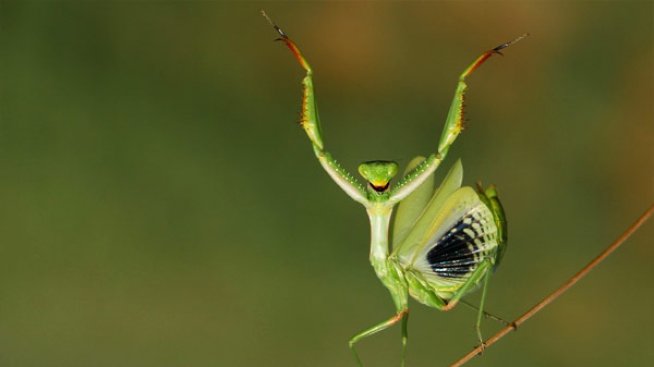 Макрофотографията разкрива  света на насекомите по уникален начин