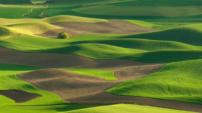 Изумрудените поля на Палос