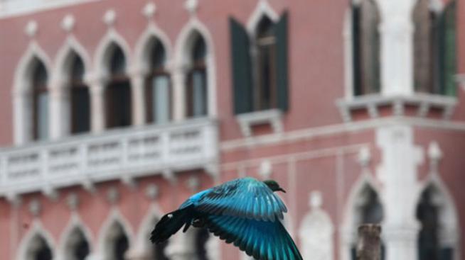 Не всички гълъби са еднакви