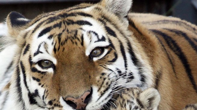 Красотата на родителството през призмата на животните