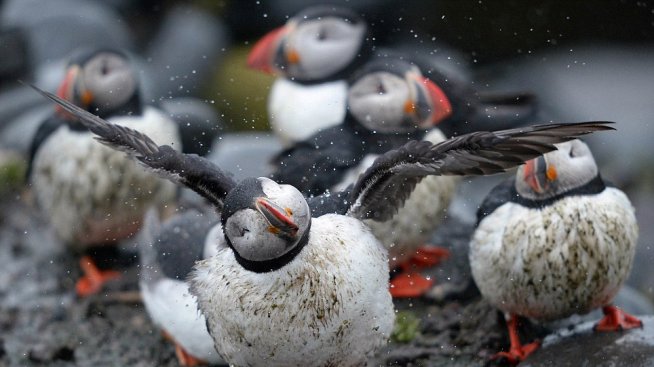 Редки птици водят туристи в Североизточна Англия