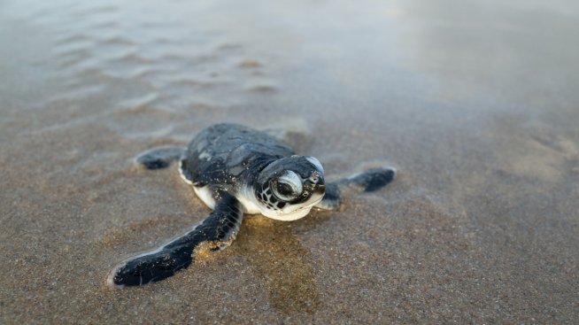 Стаж мечта: Безплатен престой на Малдивите
