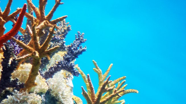 Корал става перфектният имплант за коляно