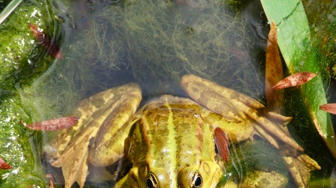 Секс поза: Жабешката