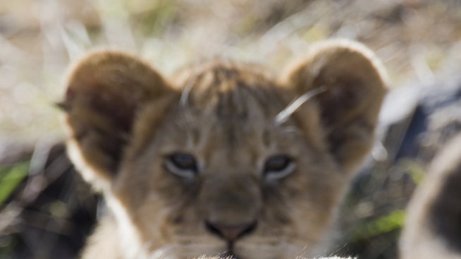 Любопитни факти за Кения – част първа