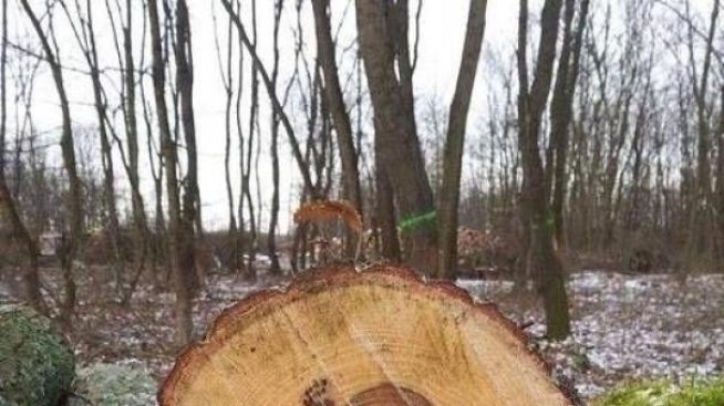 Изкуство по случайност: Шедьоврите на Природата