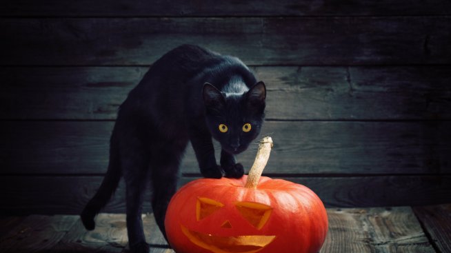 Какво носи черната котка? Лош късмет или нещо друго?