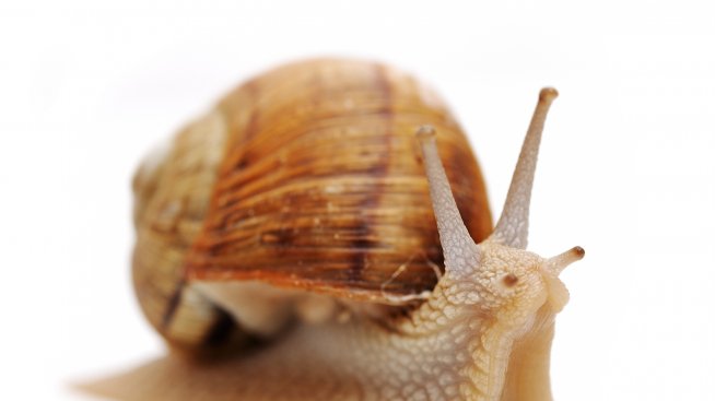 Крем от слуз на охлюви против стареене