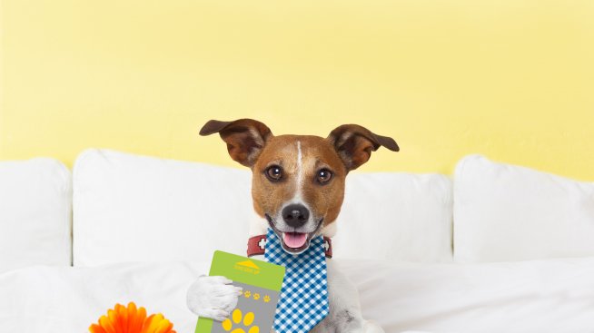 Хотелска верига предлага работа за куче