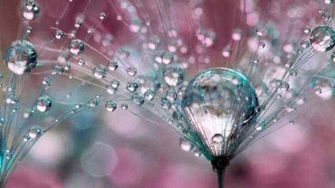 Магия от роса и глухарчета