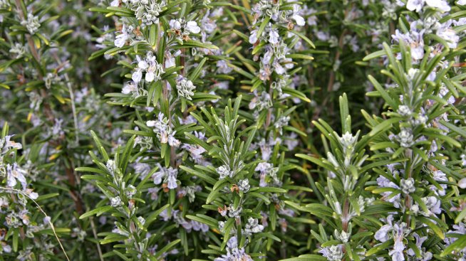 Италианско село разкрива тайната на столетниците