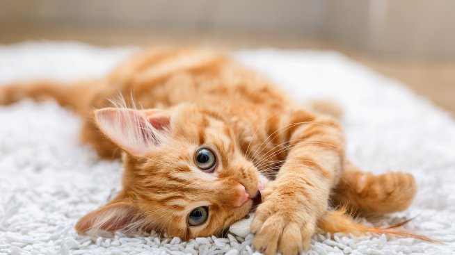 Котката вкъщи носи някои ползи за здравето ви