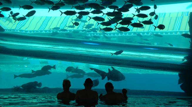 Да плуваш с акули