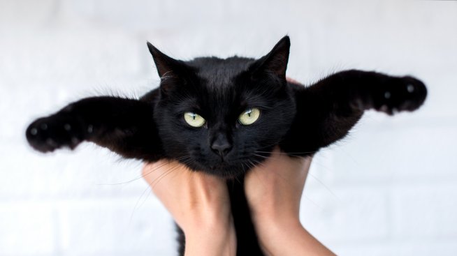 Петък 13-и: Крачка назад, ако видите черна котка