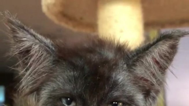 Коте с „лице“ на човек стана хит в интернет