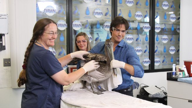 Иън Сомърхолдър помага на диви животни