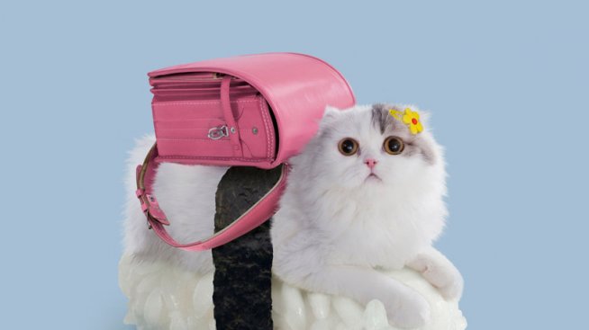 Суши серия с котки в главна роля