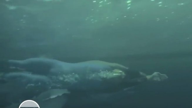 Майкъл Фелпс срещу бяла акула: Кой печели дуела?