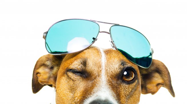 Нова мода, наречена „petsie“ заменя селфитата